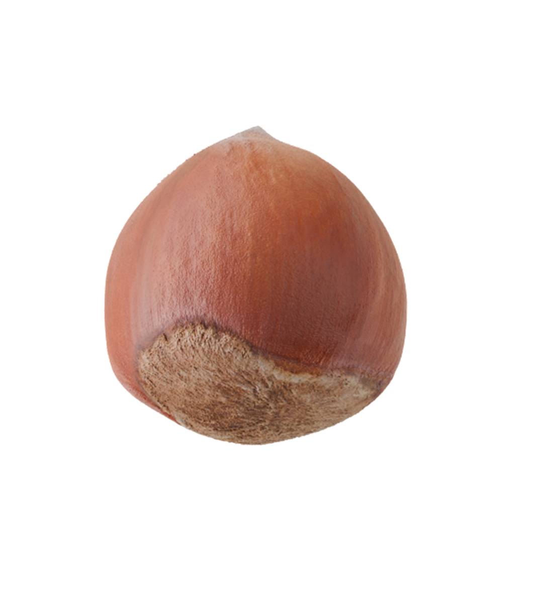 HAZELNUT